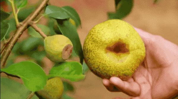 梨子中间只有一处是褐色的,梨子里面有褐色斑点是什么原因