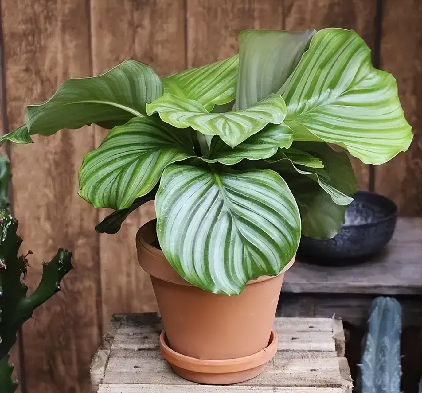 养青苹果绿植用什么土,养竹芋要注意哪些事项