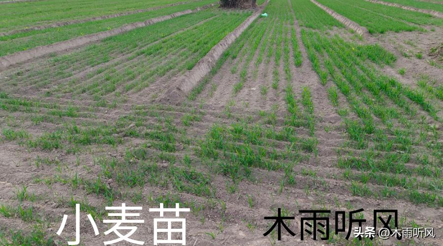 小麦种稠了年前怎样管理,今年种的小麦稠了怎么办