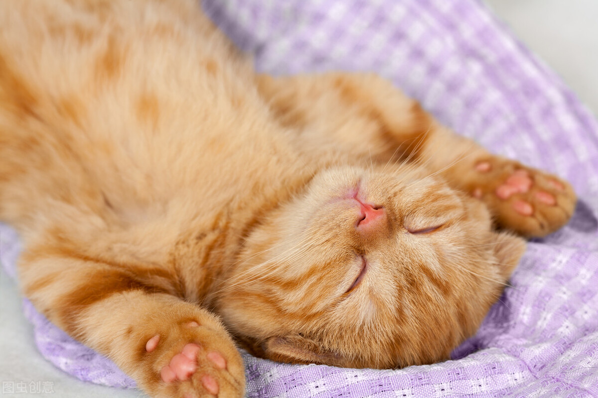 猫咪蹲猫砂盆不尿也不拉怎么回事,猫咪尿闭频繁躲猫砂盆