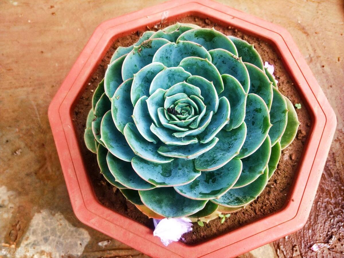 石莲花怎么修剪造型,石莲花一盆栽多棵怎么做