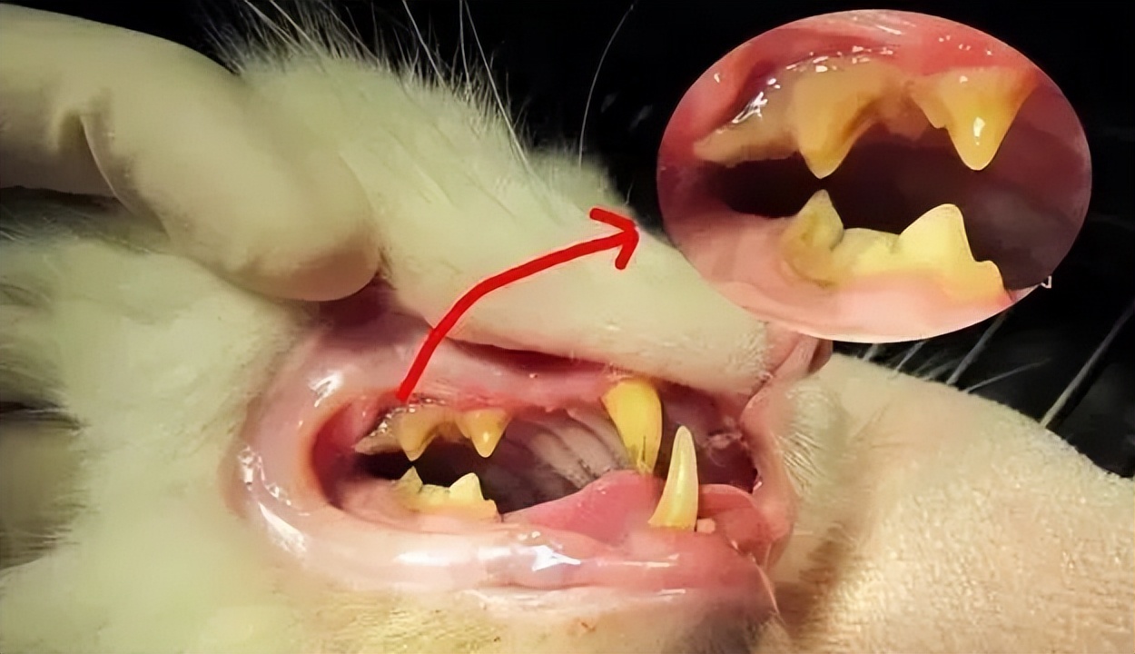 猫咪流口水口臭精神食欲都不好,猫咪流口水粘稠口臭用什么药