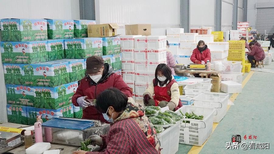 【新春走基层】泾阳：精品箱装蔬菜走俏春节市场