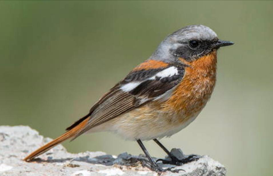 鸟儿大全高清图,高清珍稀鸟动态图片大全