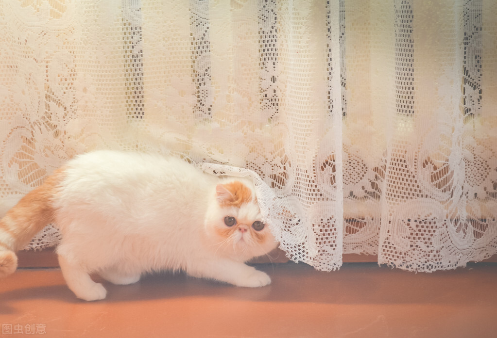 外出带猫咪拉尿怎么处理,猫咪拉尿不清理