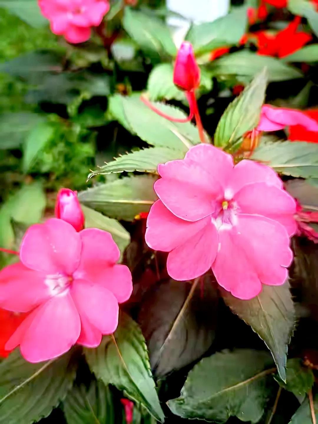 美丽五颜六色的凤仙花,七月最美的花景视频素材