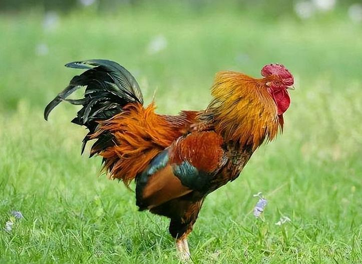 广东老太太捡了一只猫,广东老太上山捡了只小猫