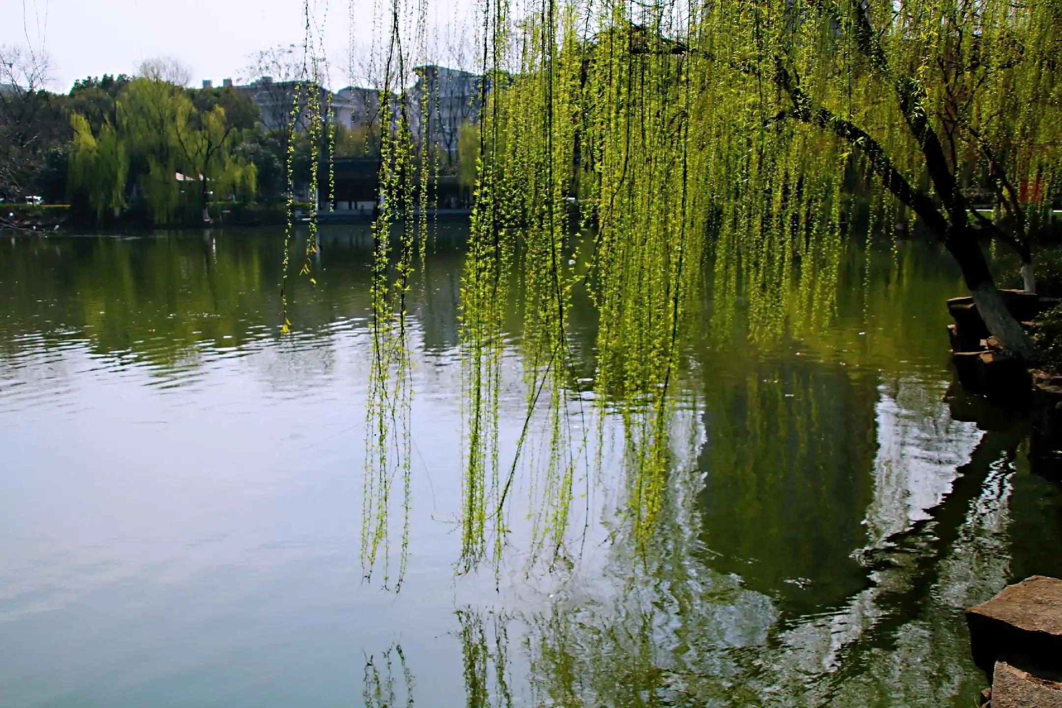 江边垂柳唯美诗句,原创咏柳诗