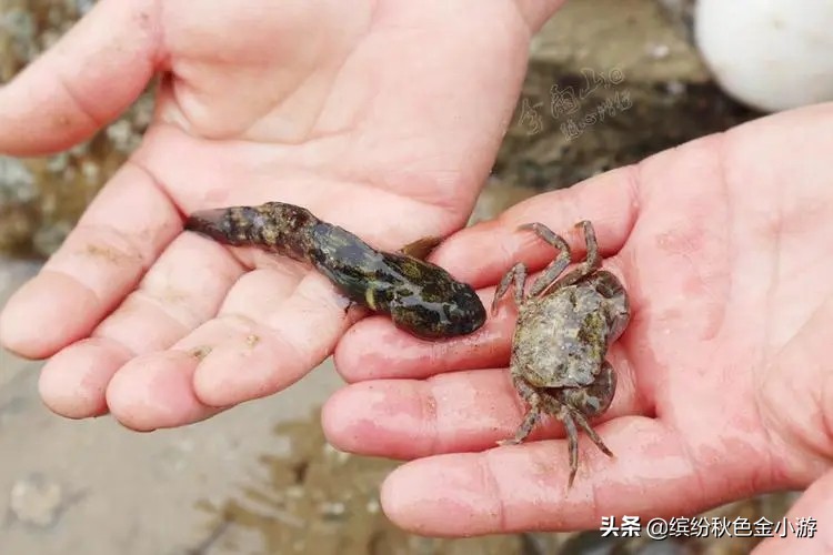 海盐杭州湾抓螃蟹的地方,海盐跨海大桥抓螃蟹位置
