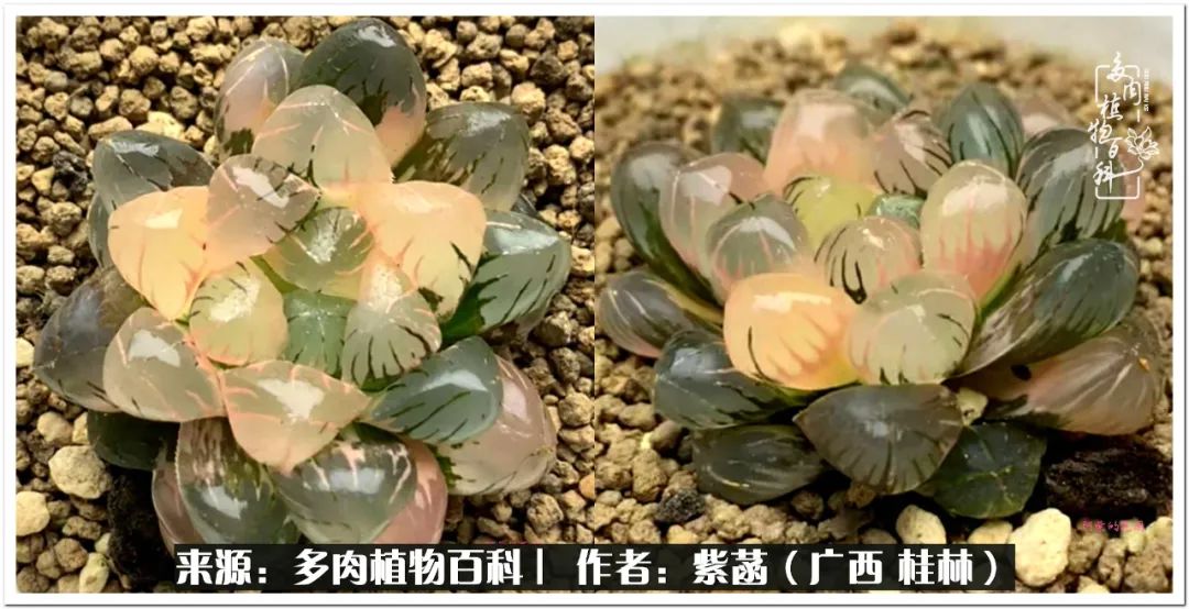 酷暑里的关爱，如十二卷般透亮绵长