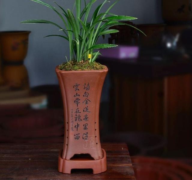 养兰仿紫砂花盆好不好,紫砂盆和塑料盆养兰对比