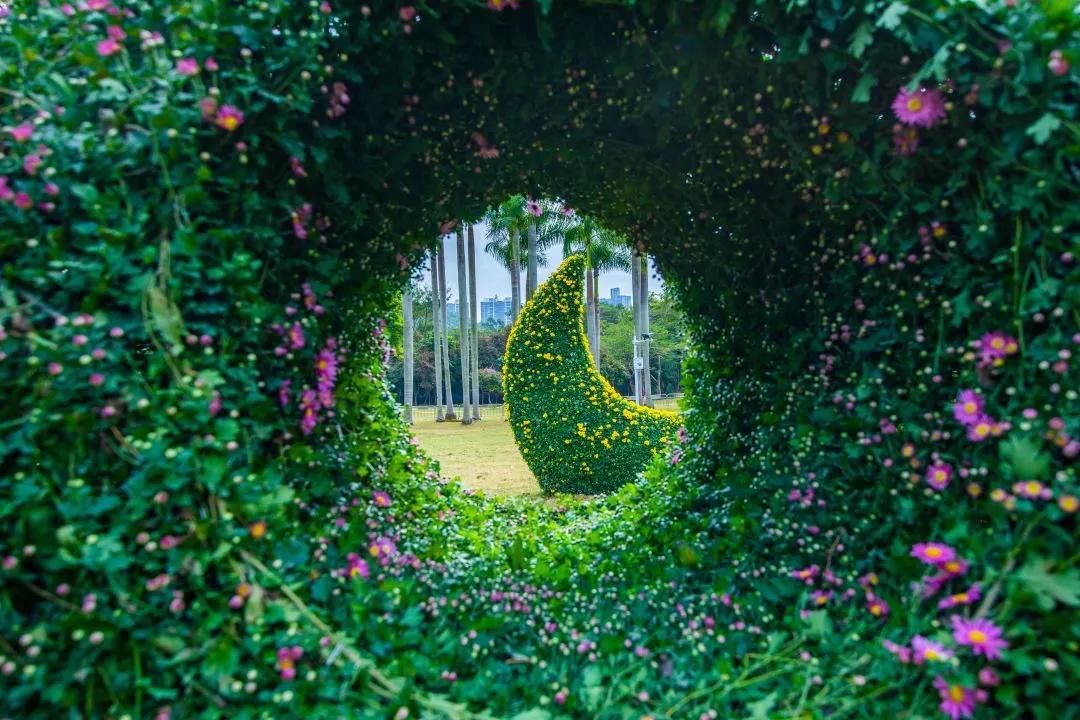 66万盆菊花东湖公园菊花展,东湖公园菊花展有哪些菊花