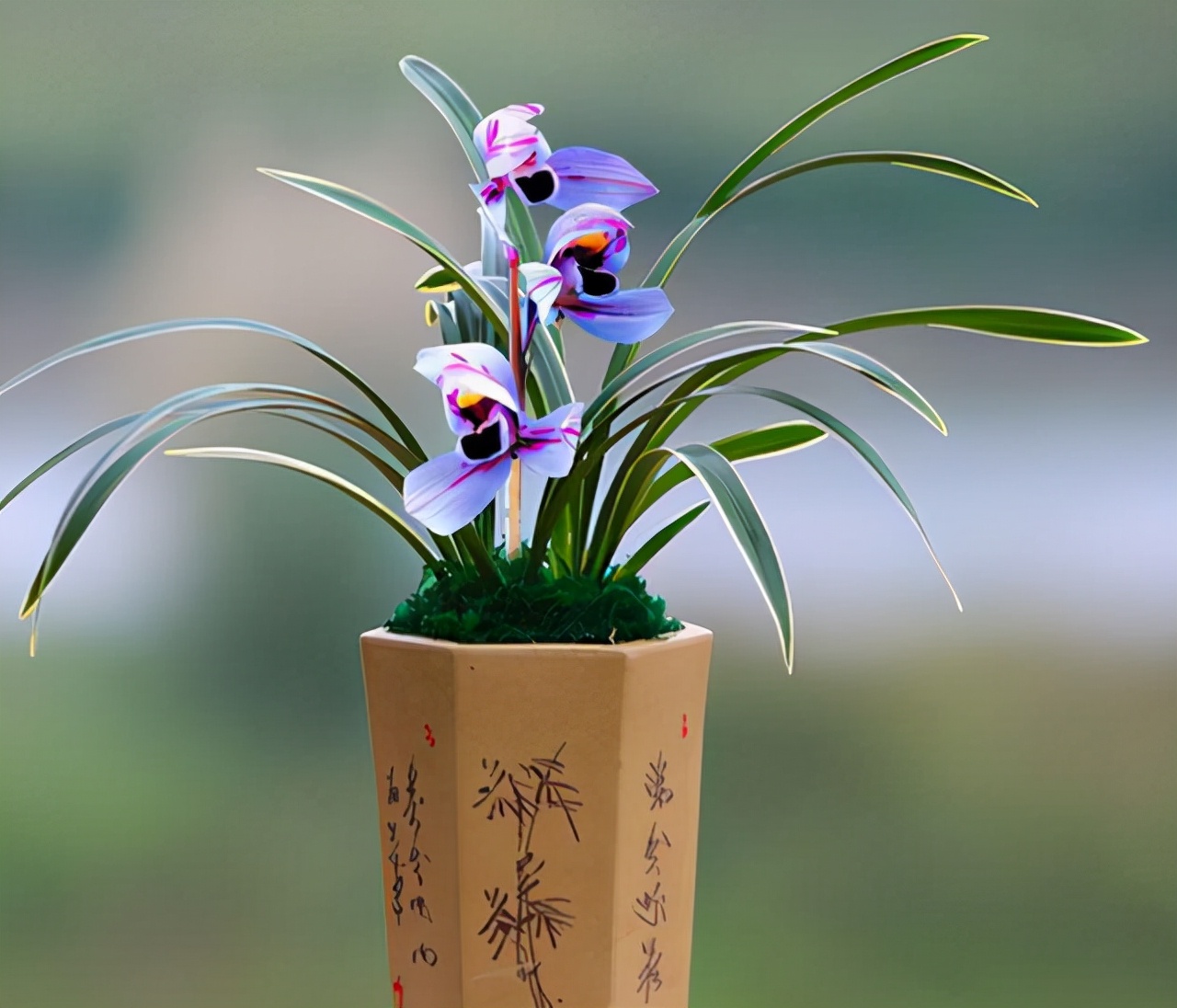 建兰花开富贵好养吗,建兰富贵红荷简介