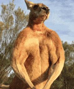 澳洲公袋鼠,袋鼠蛋蛋纪念品