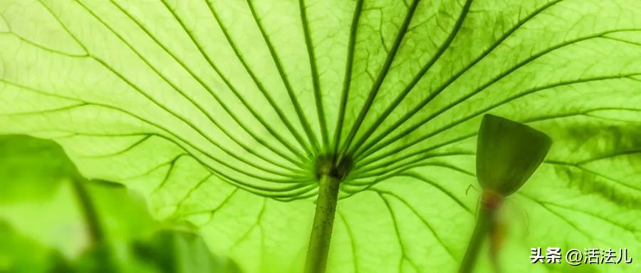 五毒日如何排毒排湿,五毒的食疗方法