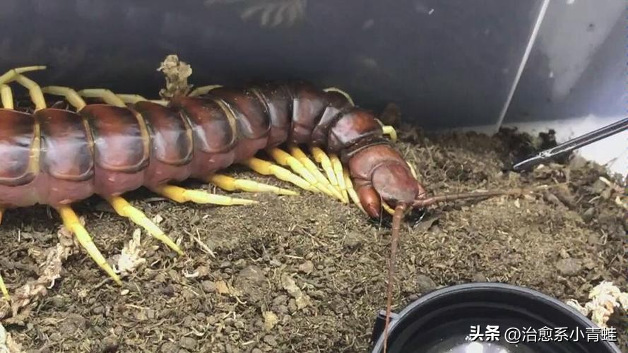 世界上最大的蜈蚣真实存在,蜈蚣咬了起鸡皮疙瘩