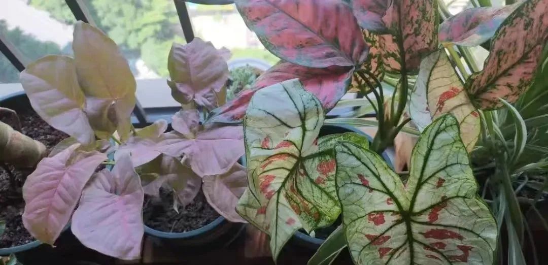 什么花吸甲醛最好养,甲醛克星里养的32种花