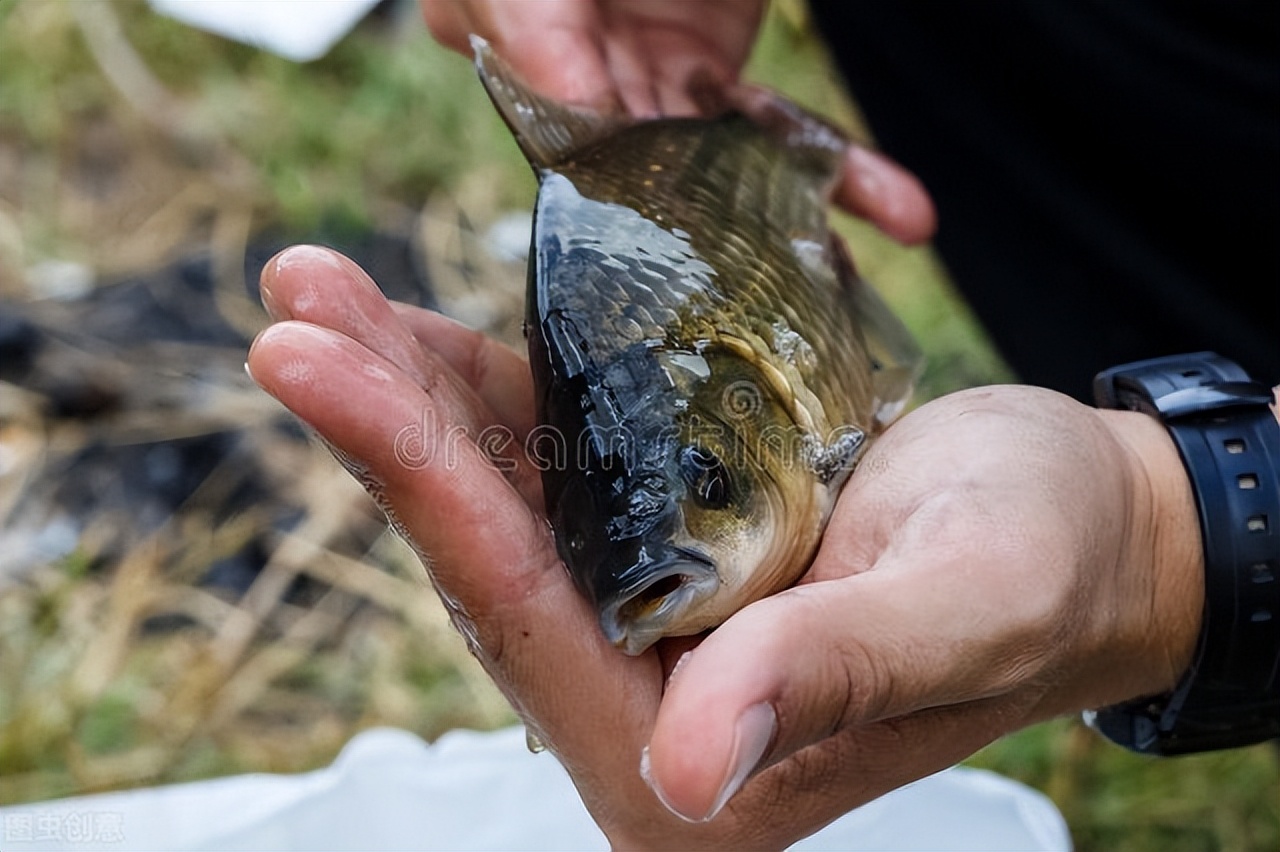 夜钓不开灯能钓到鱼吗,夜钓天冷不上鱼怎么办