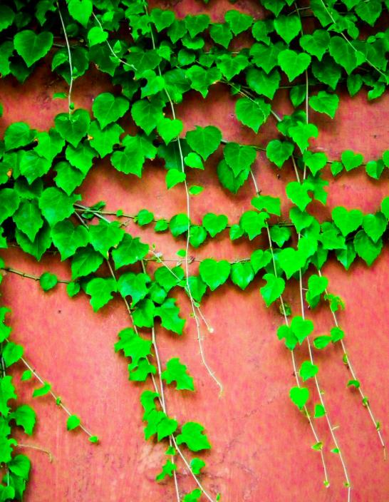 高架桥下种植爬山虎，难道不怕腐蚀吗？看完不得不佩服国人的智慧