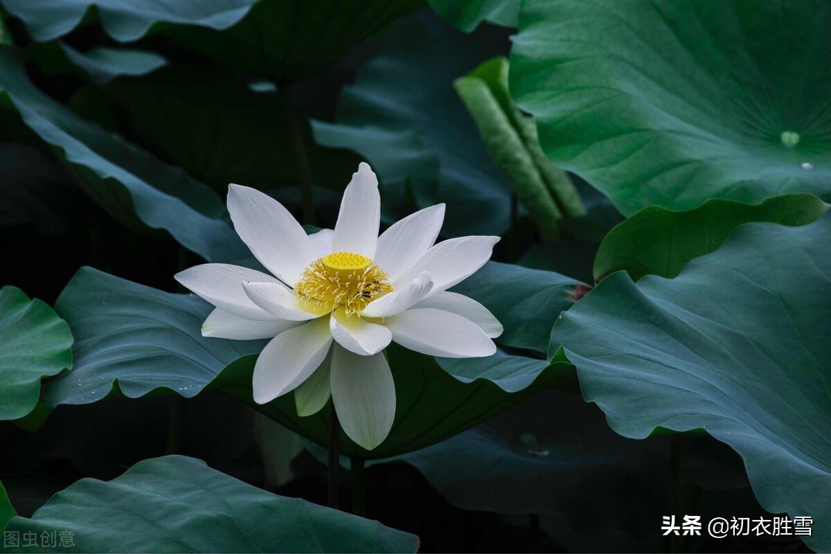 描写荷花的古诗10首出淤泥而不染,白荷花的诗句唯美句子