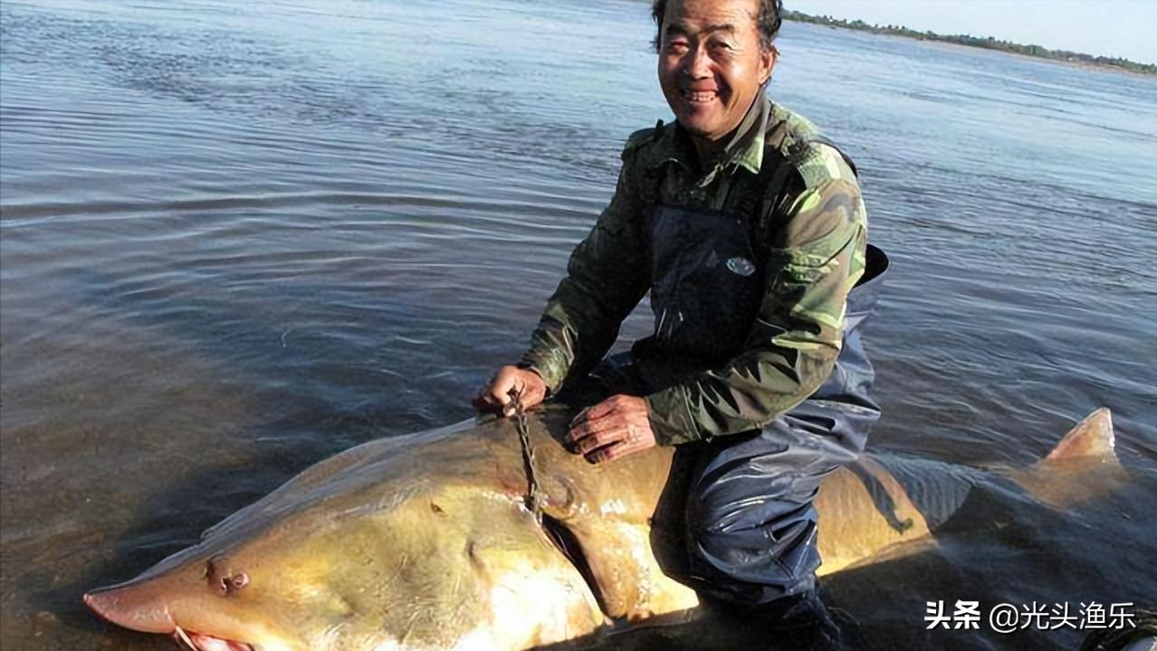 中国十大淡水巨型鱼,全球体型最大的十大淡水鱼类排行