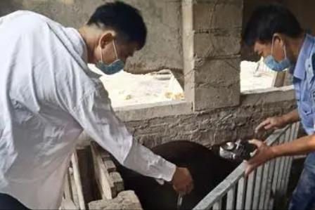 野猪养殖技术资料有哪些,3万元的野猪养殖技术