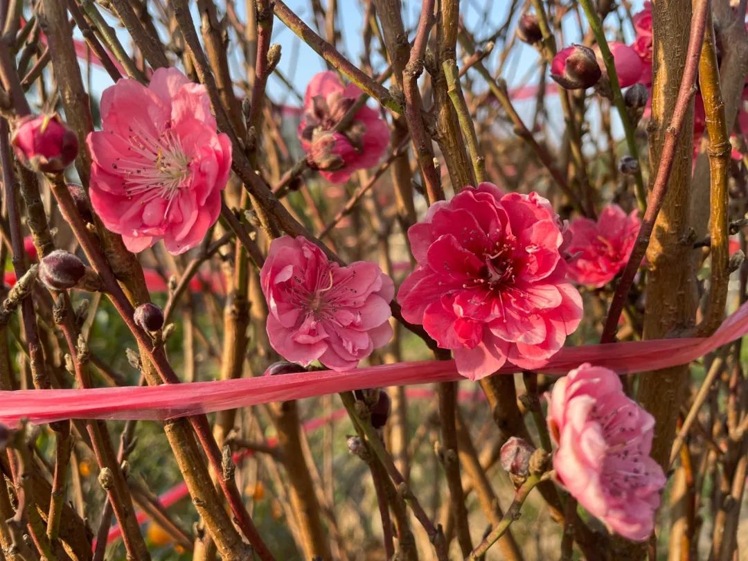 番禺赏花的地方,广州番禺踏春赏花好去处免费