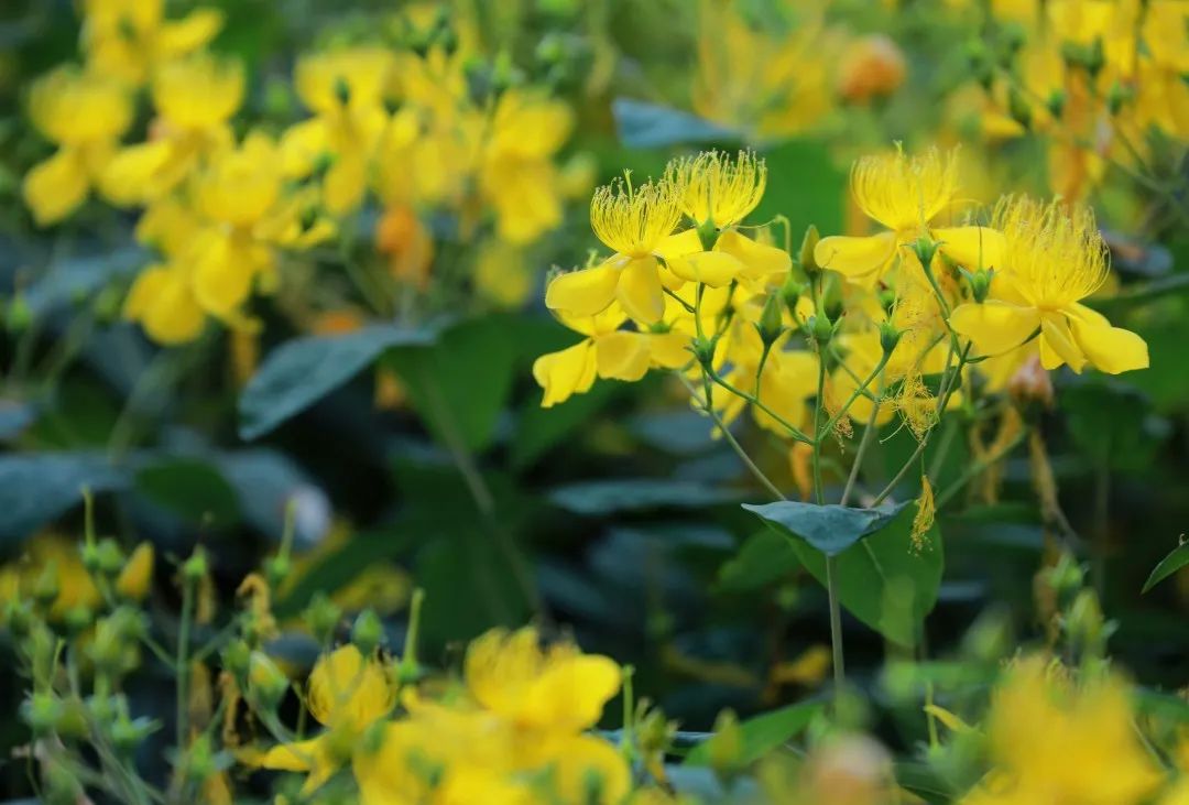 商丘日月湖牡丹盛开,日月湖花商丘
