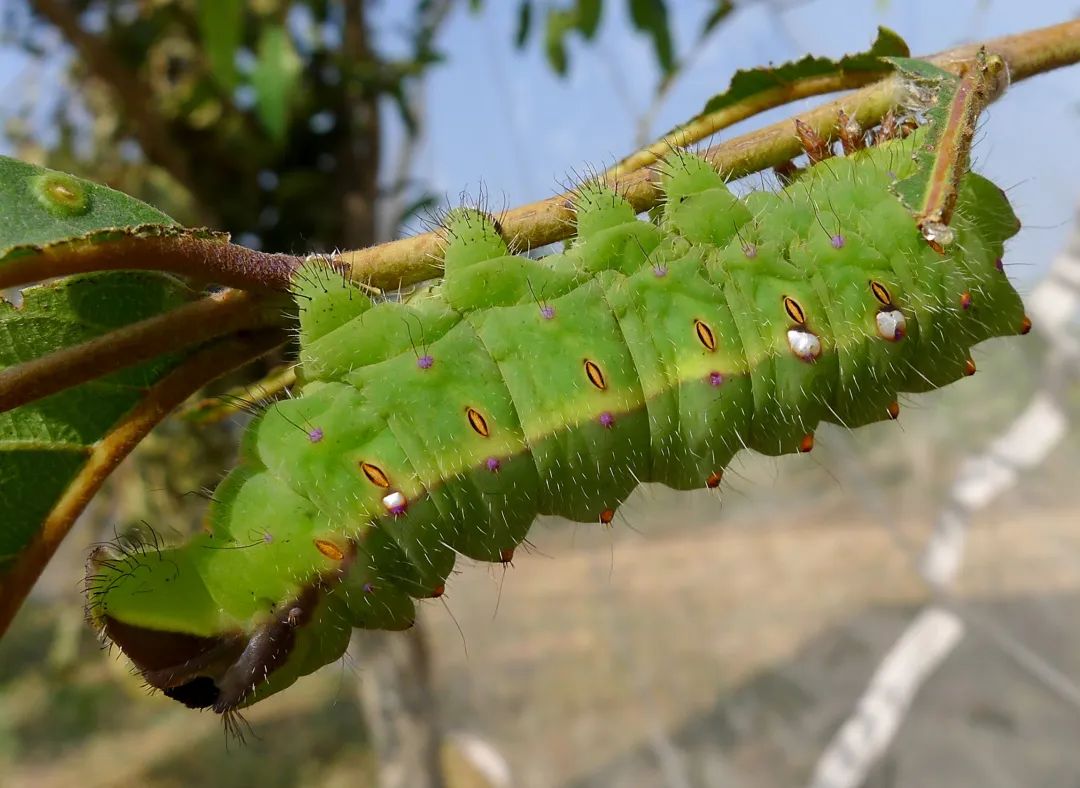 蚕只吃桑叶吗还可以吃什么叶子,不吃桑叶的蚕吃菜叶会吐丝吗