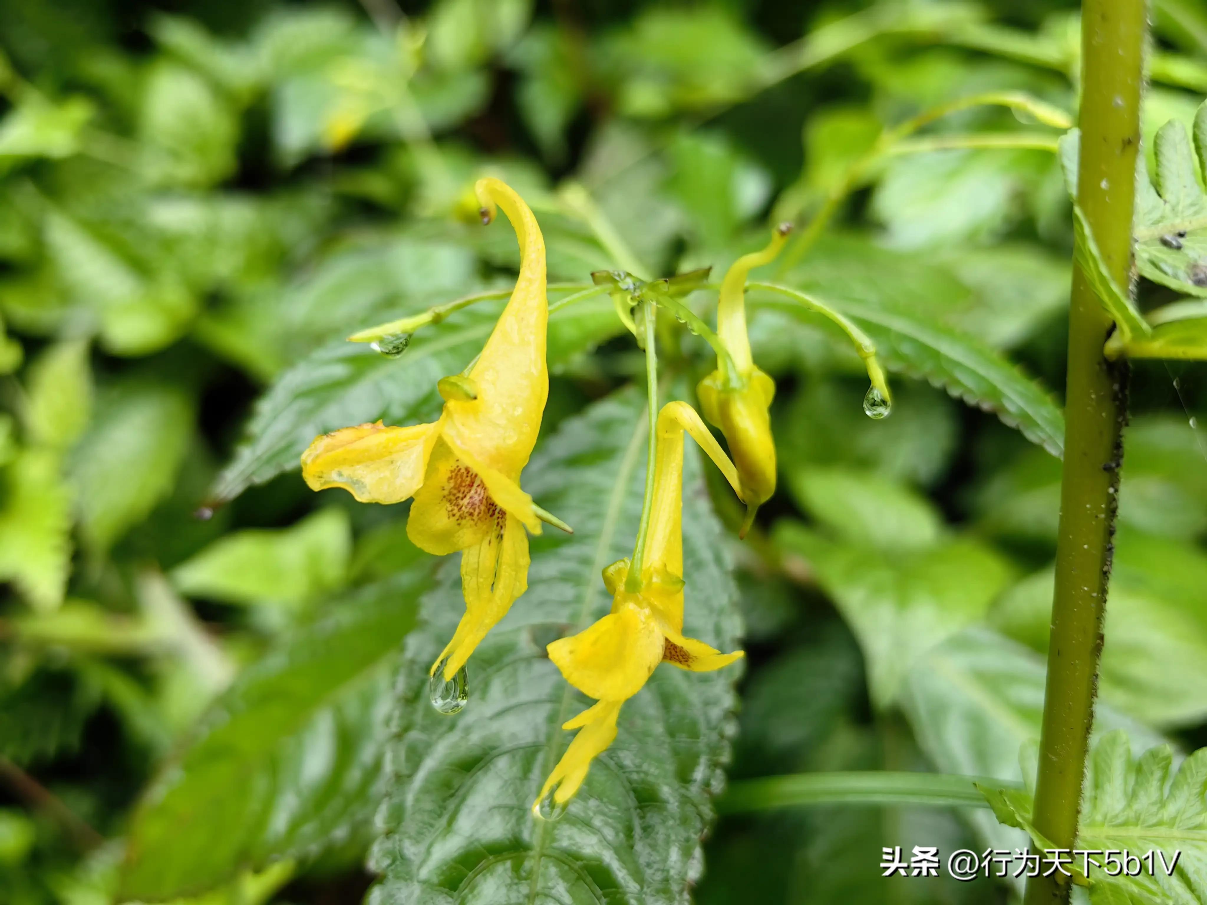 【探秘宛田红滩瀑布溯溪梦江吉翁瀑布】穿越花坪神秘风景线