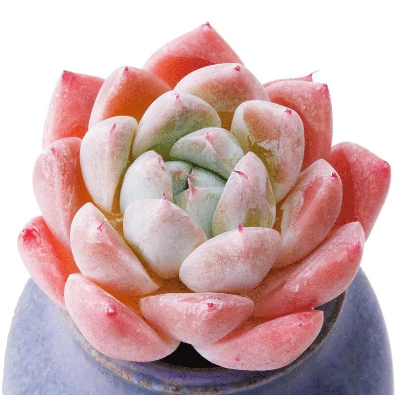 又美又仙的多肉,多肉植物100年的老桩奥普琳娜