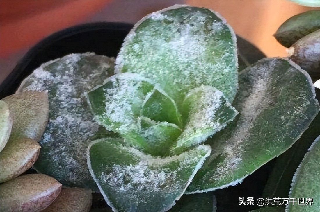仙女杯多肉怎么养出白霜,多肉长白霜枯萎