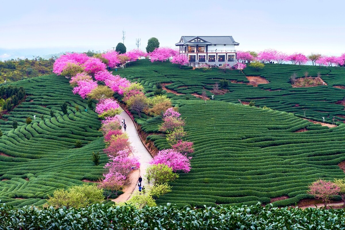 福建浪漫樱花打卡地,福建赏樱花的地方