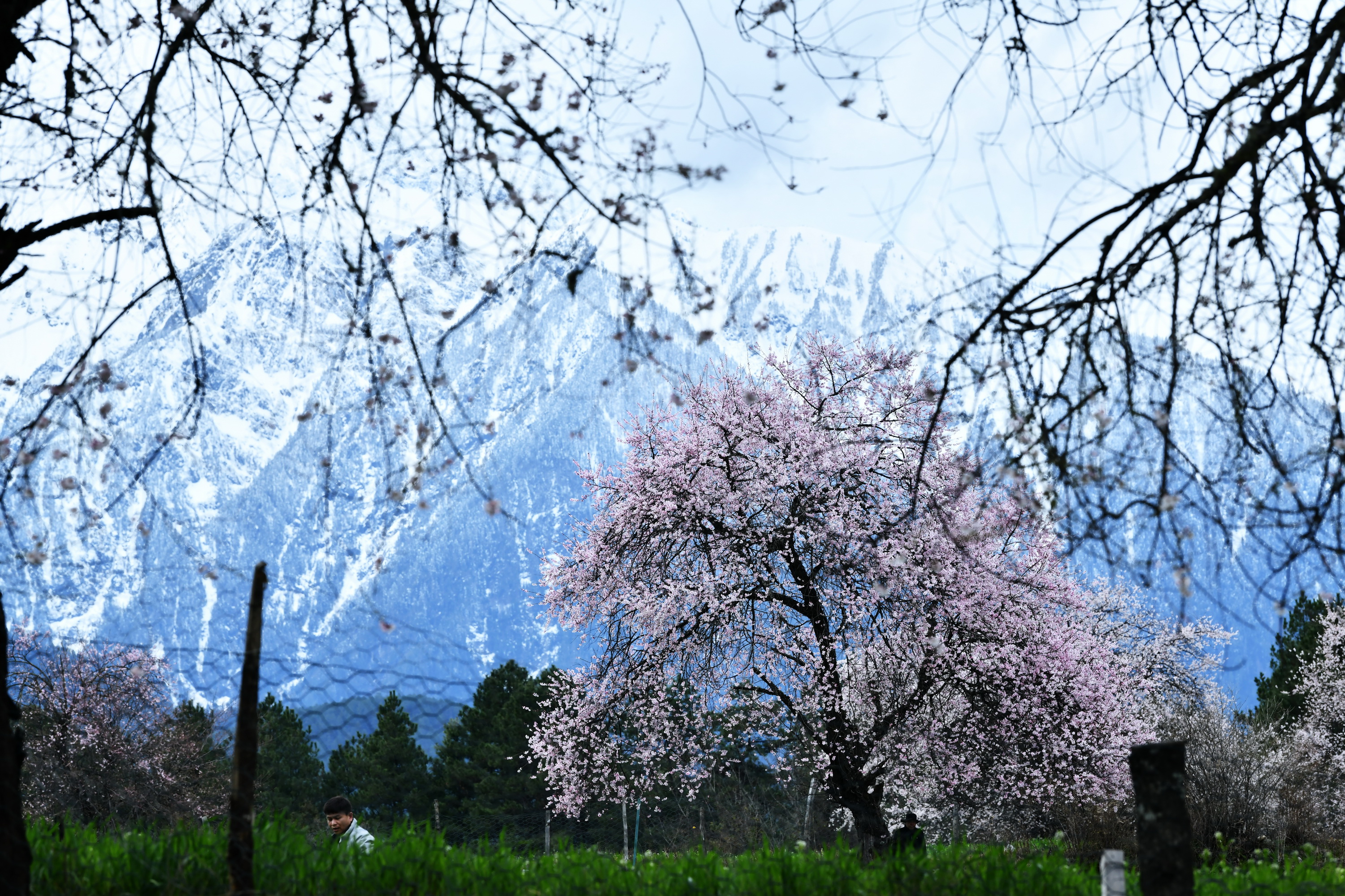雪域林芝桃花图片 (在雪域江南西藏林芝邂逅漫山桃花)