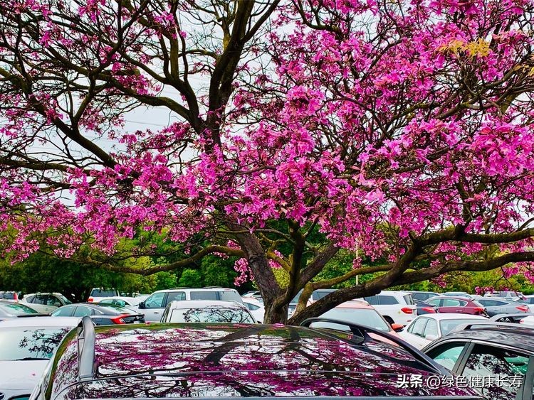 世界花园风景,世界花园