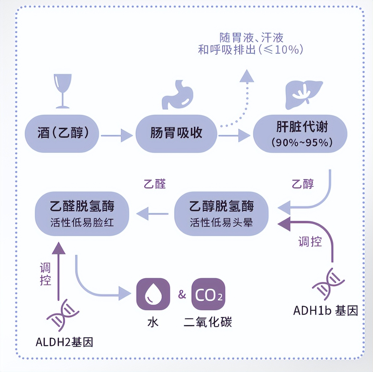仁和解酒饮让你酒桌轻松应对,仁和解酒护肝神器酒桌必备饮品
