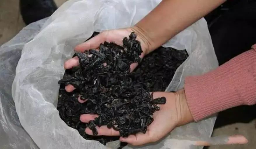 蚂蟥如果没有吸血会死亡吗,蚂蟥被吸血