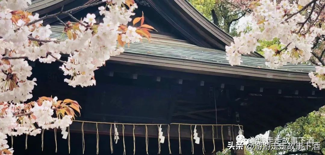 日本印象：樱花生活、排队文化、忠犬八公