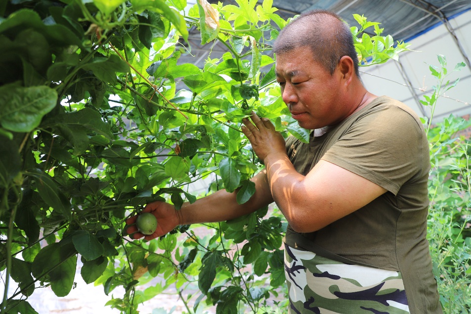 侯红章：大棚里走出的致富带头人