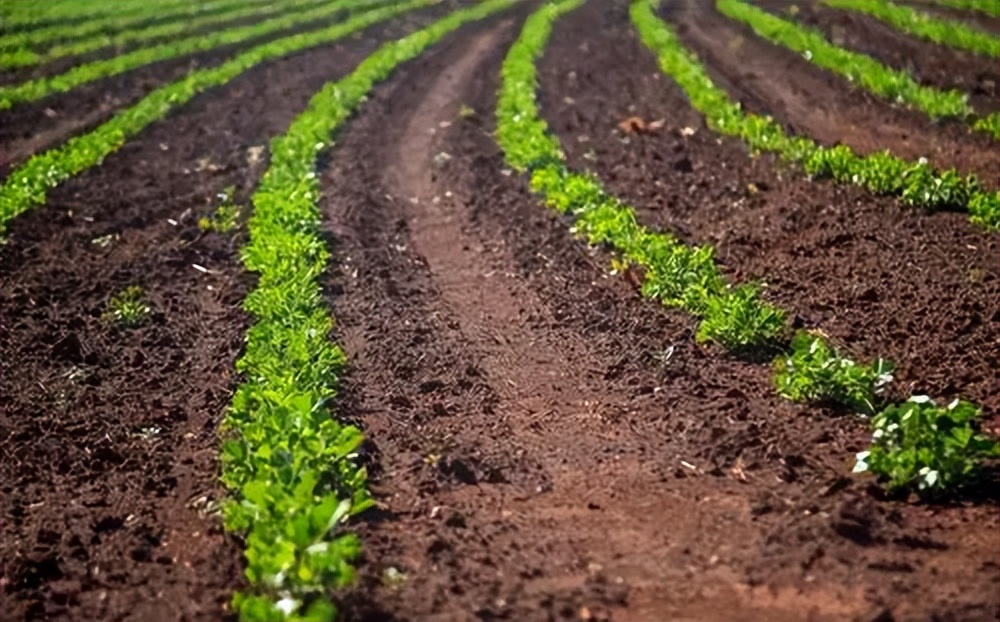 蔬菜幼苗适合用什么杀菌剂,作物幼苗期可以用的杀菌剂