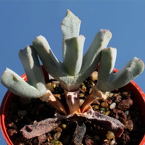 102个大类近500个多肉植物图片，都极其美丽，建议在家中也养一盆