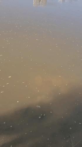 河边发现老鳖晒太阳,老鳖趴在河边