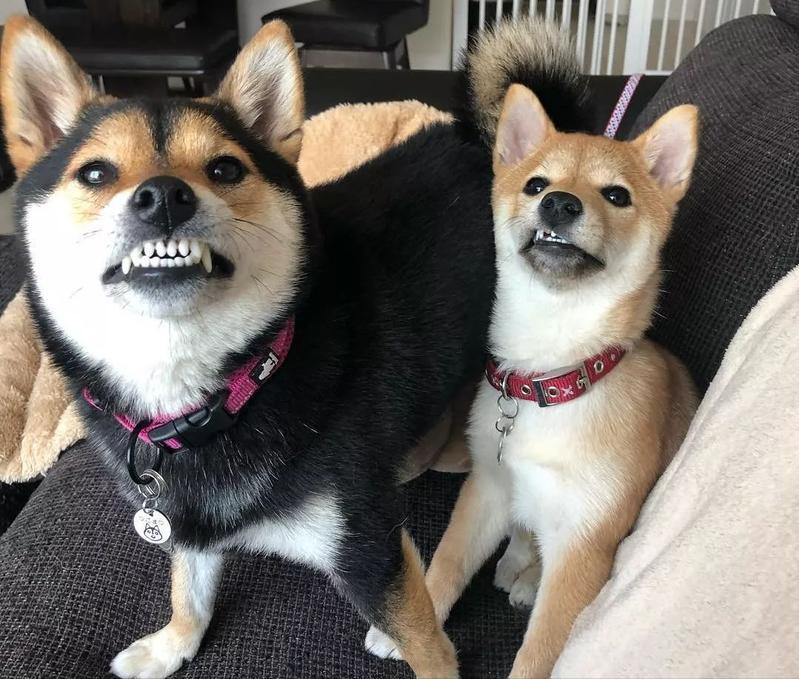 狗交配后居然会流血？难道是太激烈了？