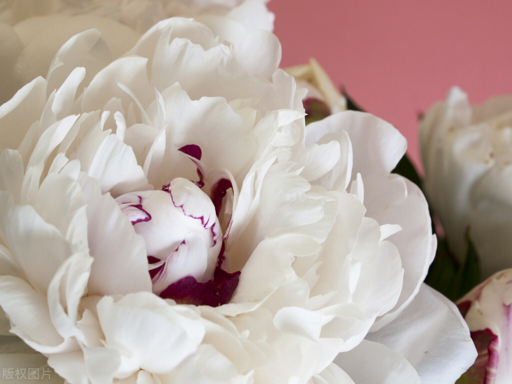 专治中风半身不遂中药,半身不遂中风康复良药