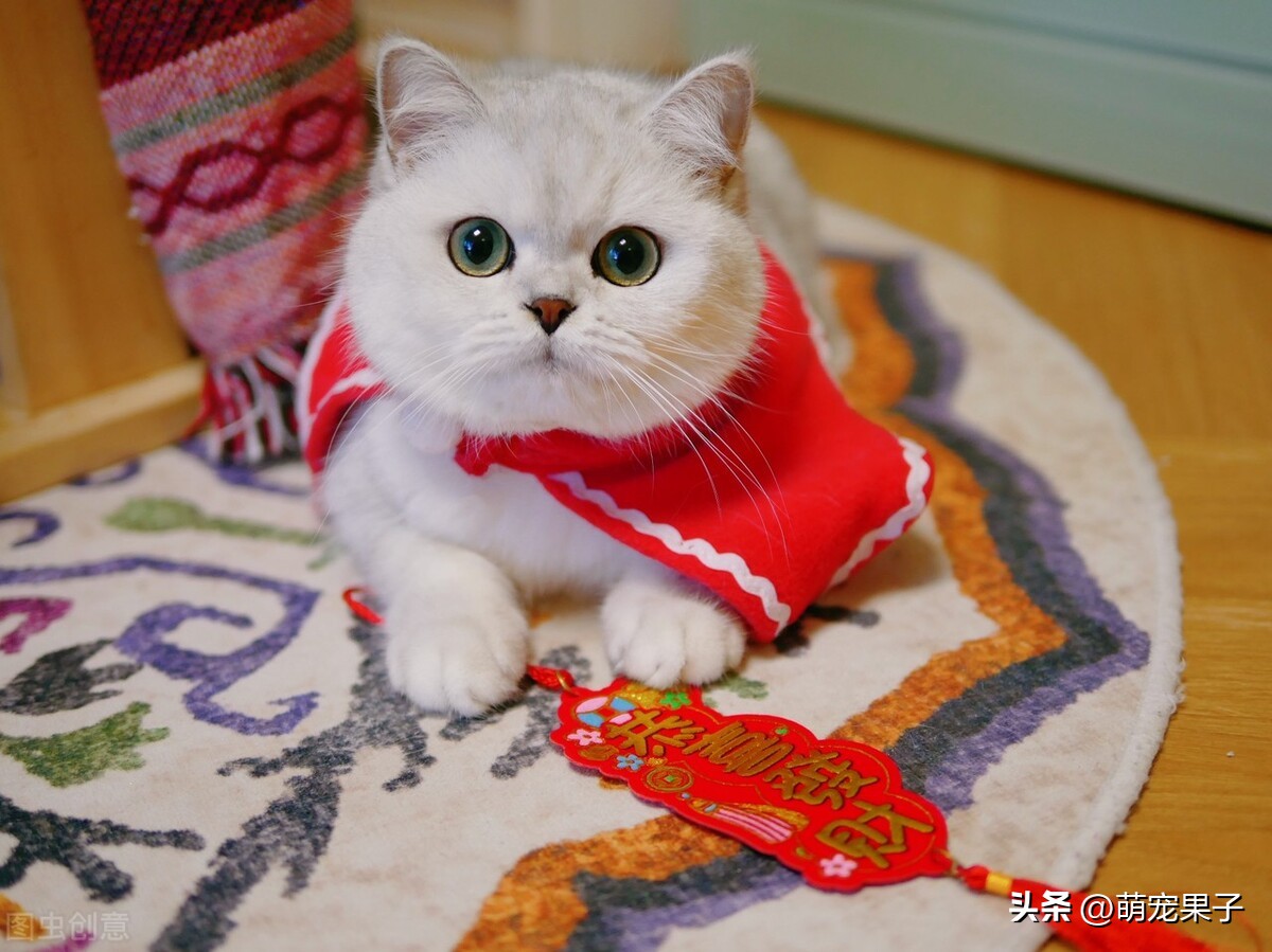 狗狗泪痕怎么是红色结痂的,狗狗泪痕的有效处理方法