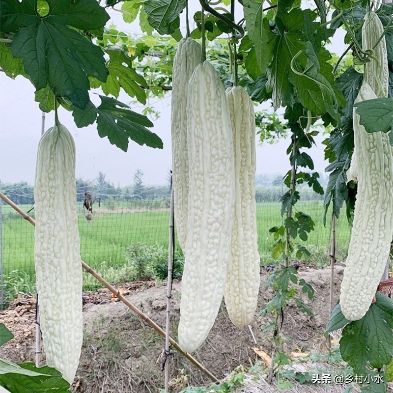 老农人纯羊粪发酵肥,老农教你简单一招