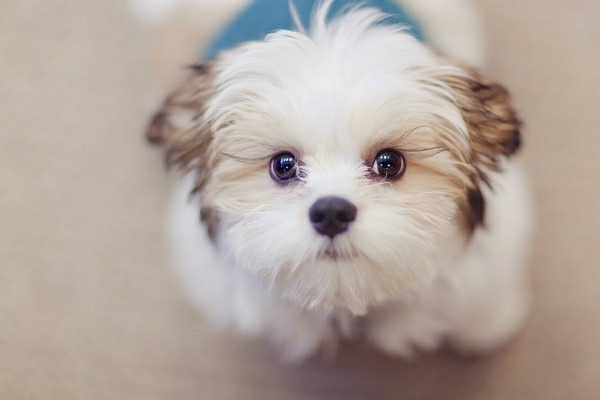 狗狗眼屎多泪痕发红什么原因,狗狗有泪痕是什么原因引起来的