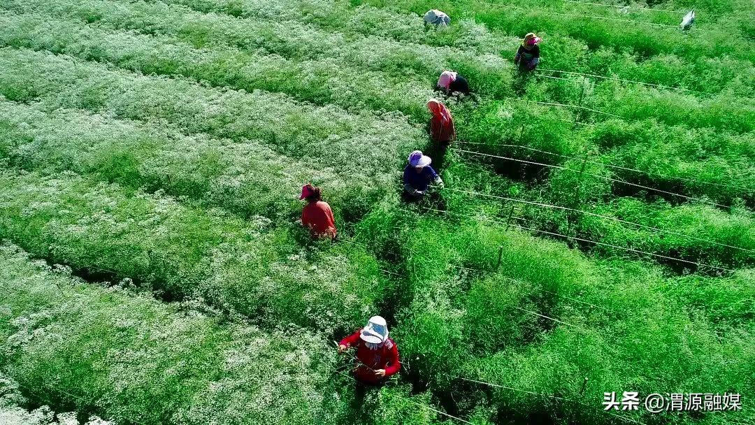 「奋进百年路启航新征程」莲峰镇：风劲帆满海天阔全力奔赴新征程