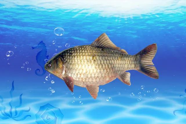 鲫鱼为什么是金黄色,金黄色鲫鱼是野生的吗