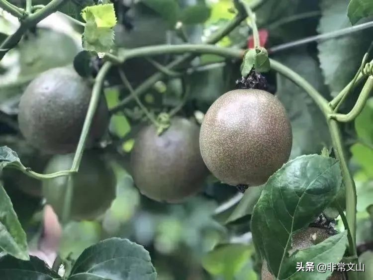 快点，文山一批“宝藏”项目等你加入！